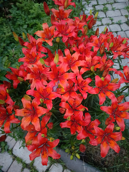  56